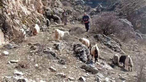 K­a­y­a­l­ı­k­l­a­r­d­a­ ­m­a­h­s­u­r­ ­k­a­l­a­n­ ­k­e­ç­i­l­e­r­ ­k­u­r­t­a­r­ı­l­d­ı­